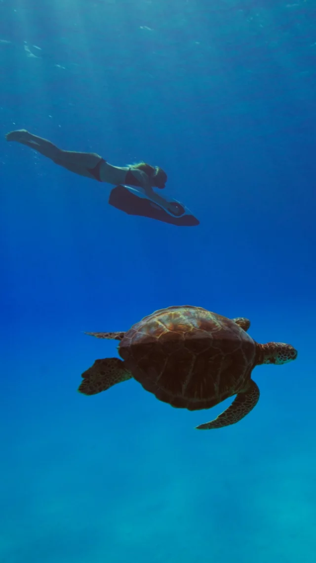 A feeling only the ocean can give.

Immerse yourself in unforgettable moments with the SEABOB F9. Pure freedom powered by the sea.

#SEABOB #waterscooter #divingscooter #seaturtles