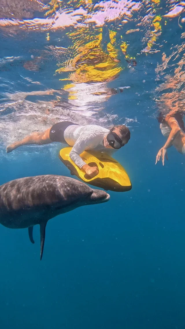 This feels like a movie.

Some moments can’t be planned. They just happen.

@myachthome @heesenyachts

#SEABOB #yachting #yachttoys #dolphins